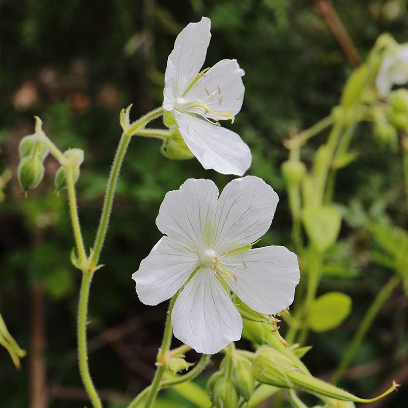 white hardy geranium flowers