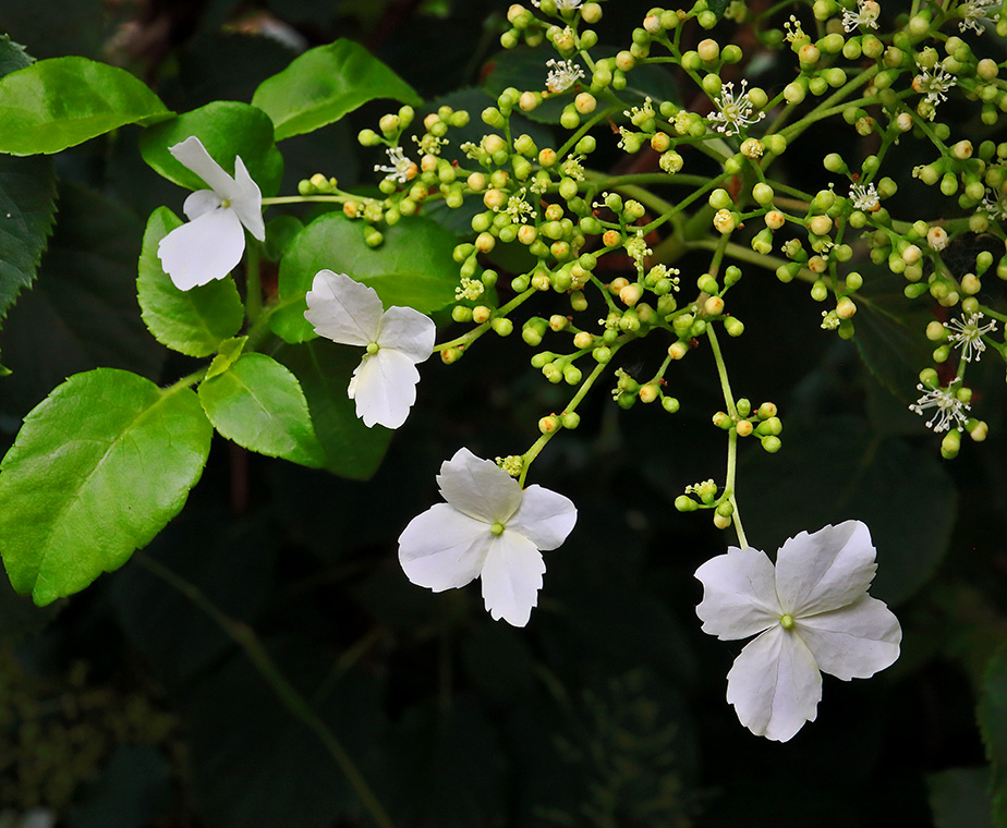 Hydrangea petiolaris