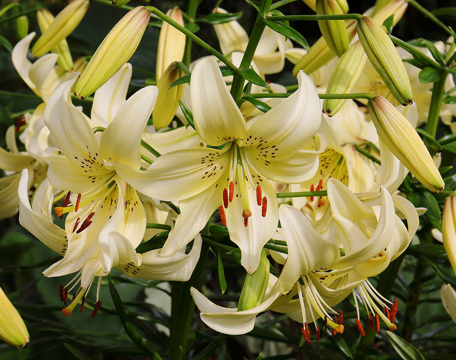 Pale yellow lilies