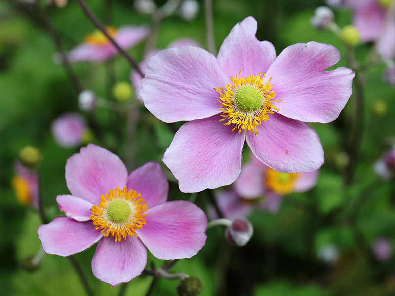 Japanese anemone 'Hadspen Abundance'