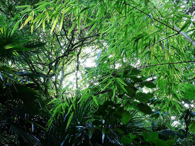 Henstead Exotic Garden