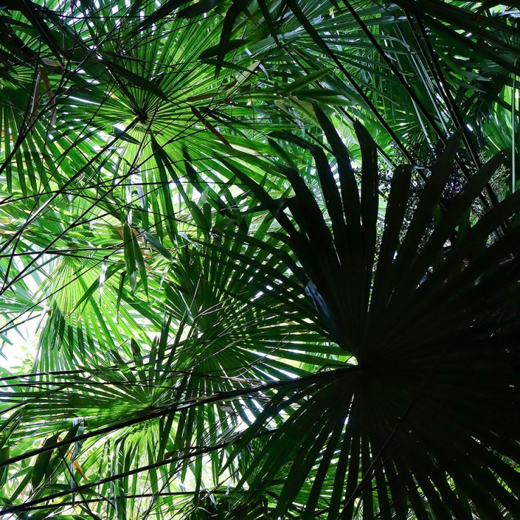 Henstead Exotic Garden