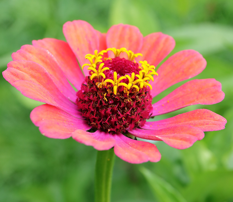 zinnia flower