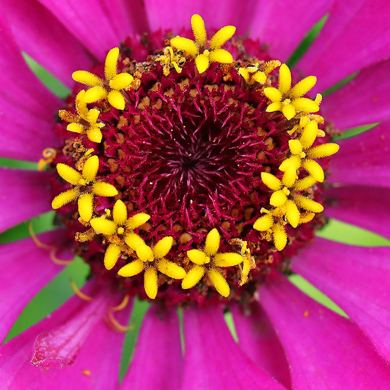 centre of zinnia flower