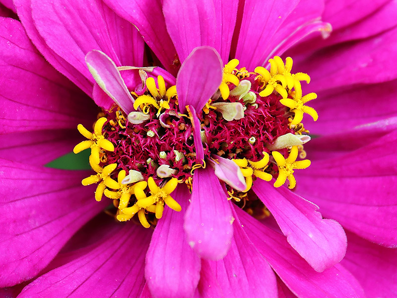 Zinnia with fasciation