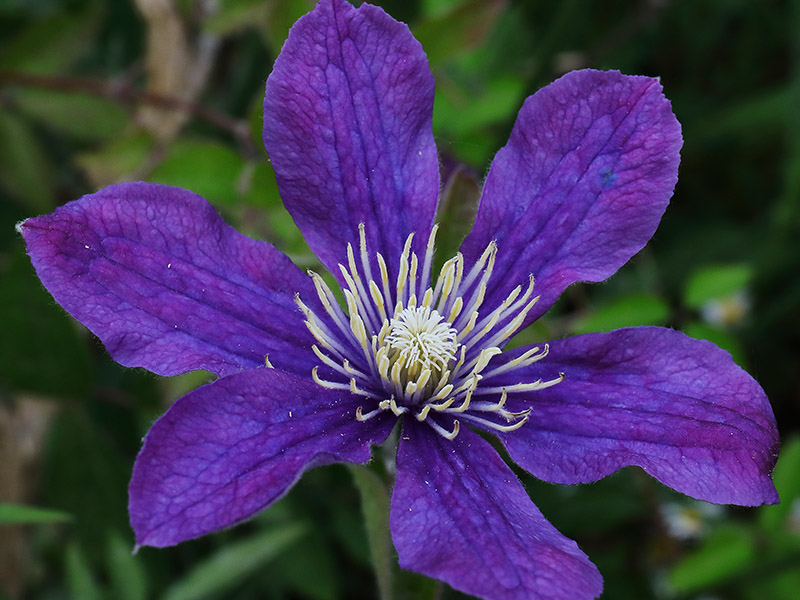 Clematis Arabella