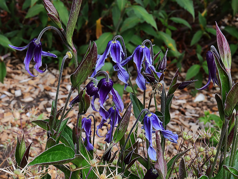 Clematis integrifolia