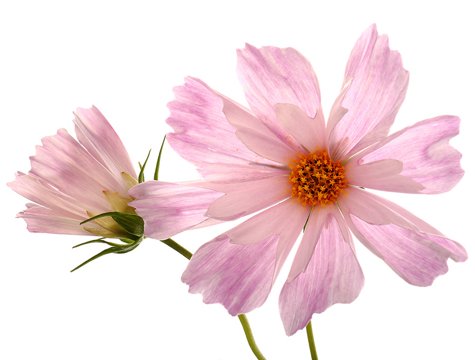 Flowers of Cosmos 'Seashells'
