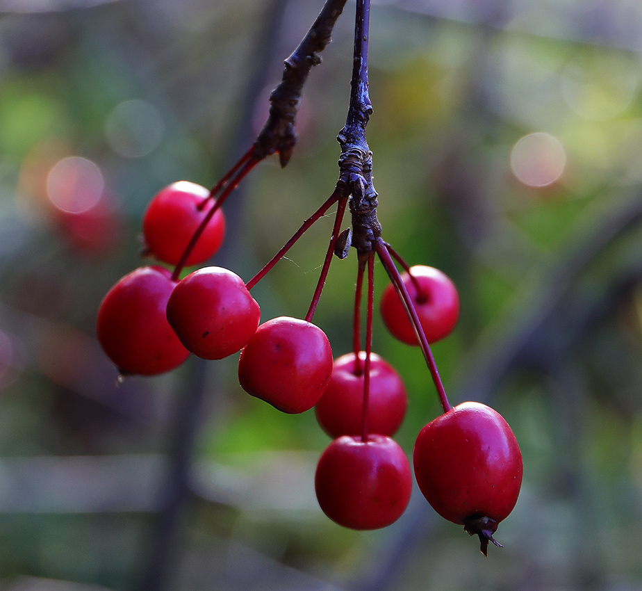 Crab apples