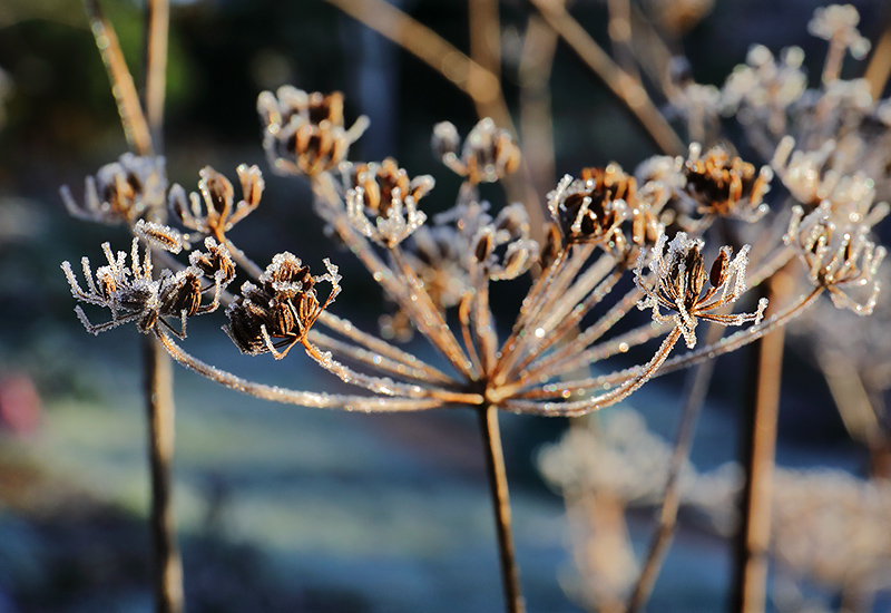 Frosted fennel seed head