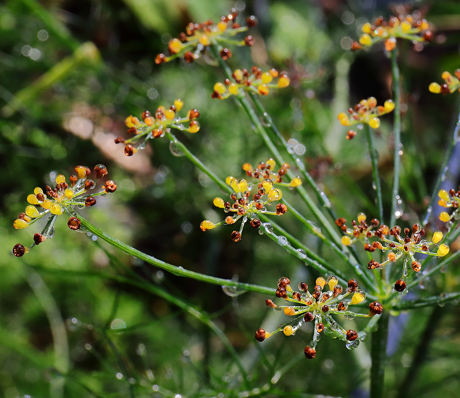Fennel flower head with water drops
