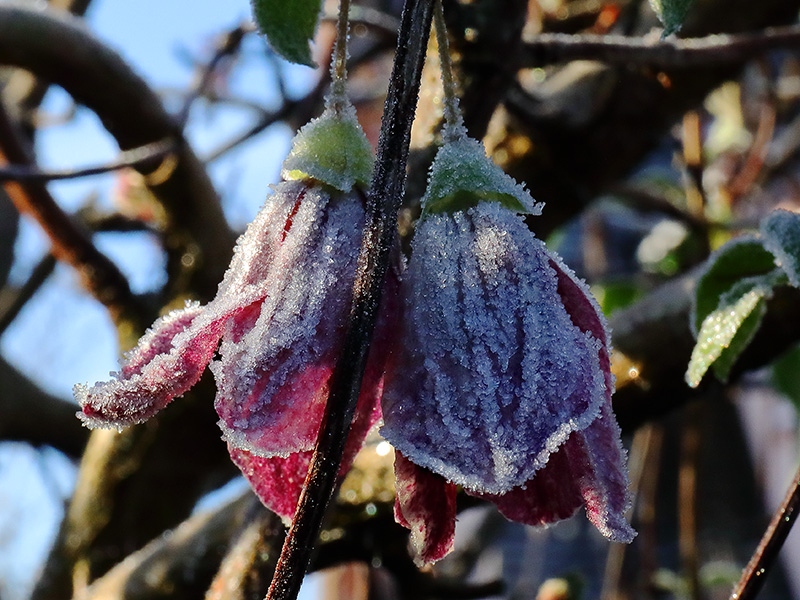 Frosted clematis flowers