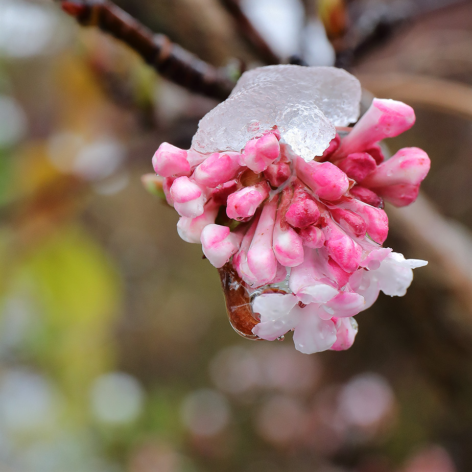 Snow on flowers of Viburnum bodnantense Dawn