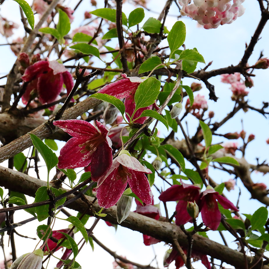 Clematis cirrhosa 'Lansdowne Gem'