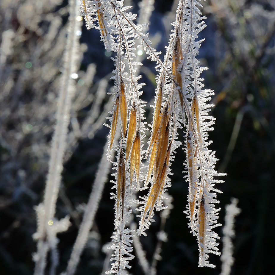 Frosted Stipa gigantea (golden oats)