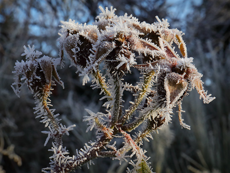 Frosted rosehips