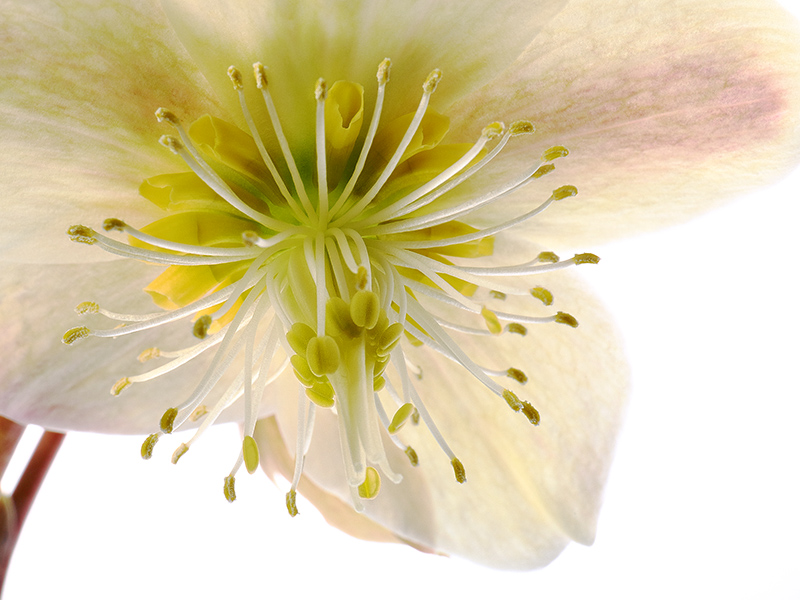 Hellebore flower