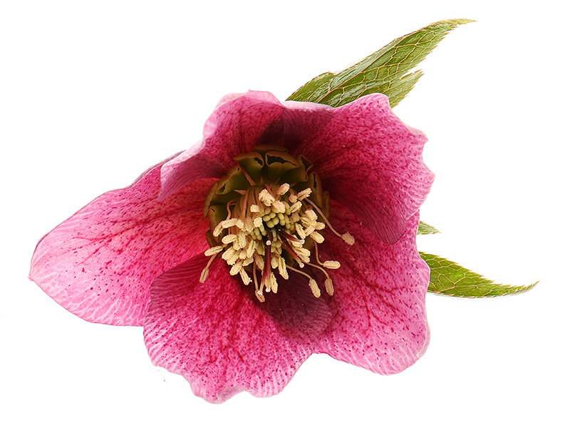 Pink hellebore flower