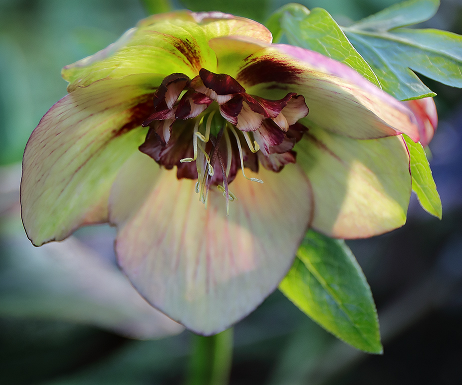 Hellebore flower
