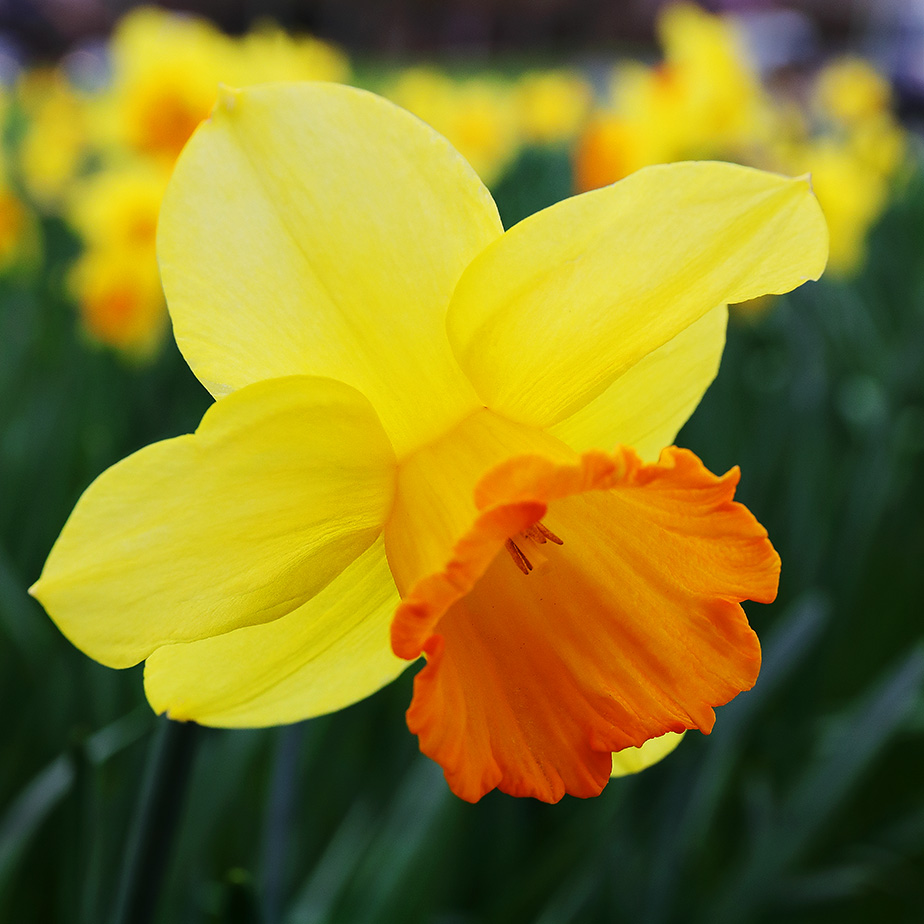Yellow and orange daffodil