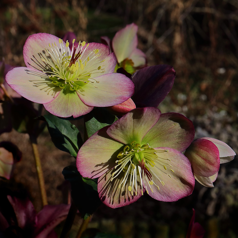 Hellebore 'Rosali' flowers