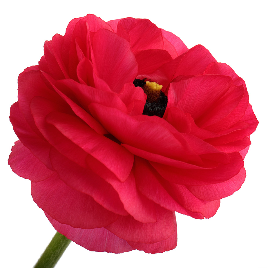 Red ranunculus flower