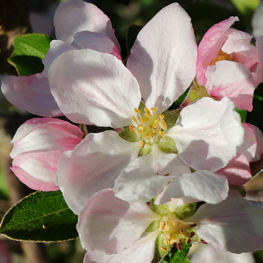 Apple Blossom