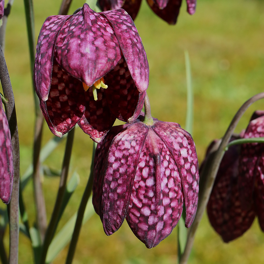 Flowers of Fritillaria meleagris (snake's head fritillary)