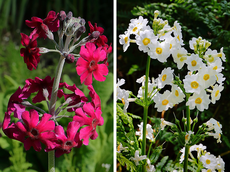 candelabra primula flowers