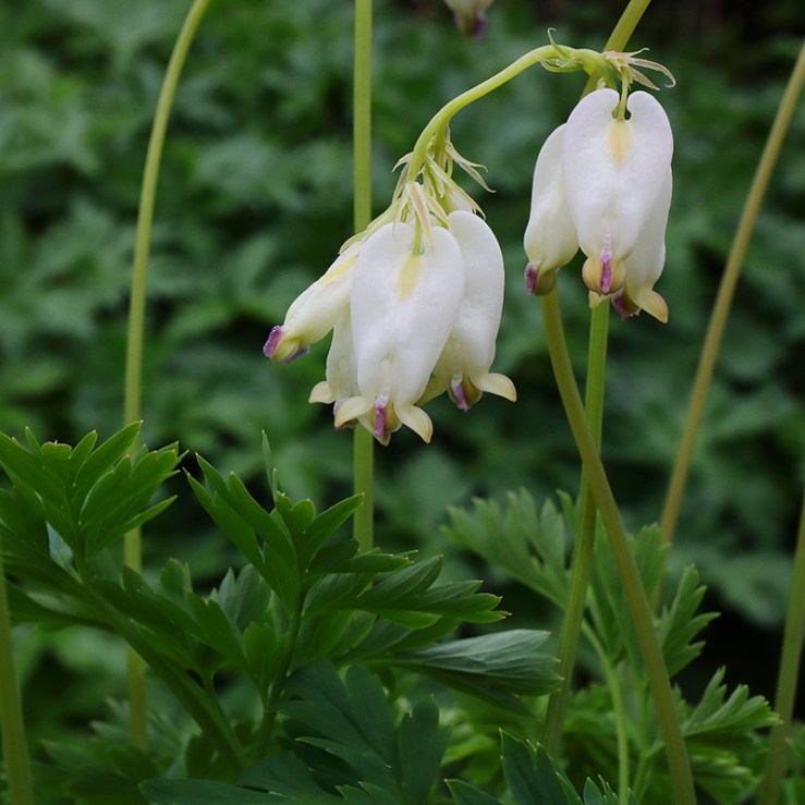 Flowers of Dicentra 'Aurora'