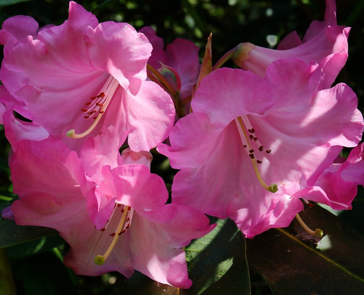 Pink rhododendron flowers