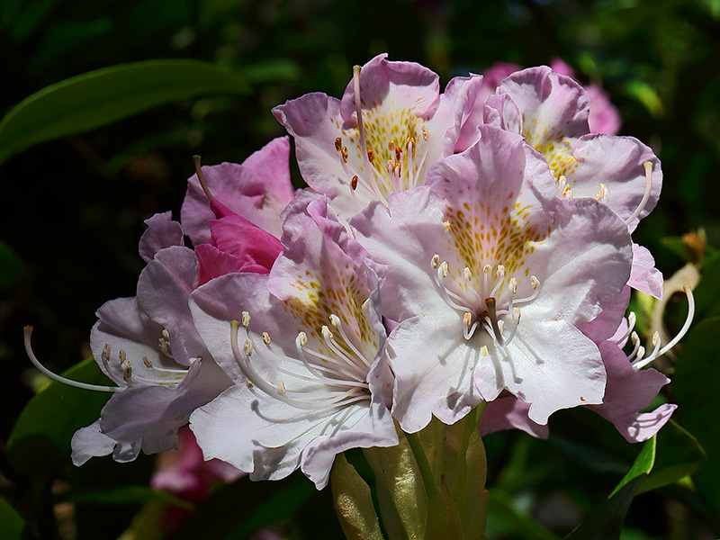 White and pink rhododendron flowers