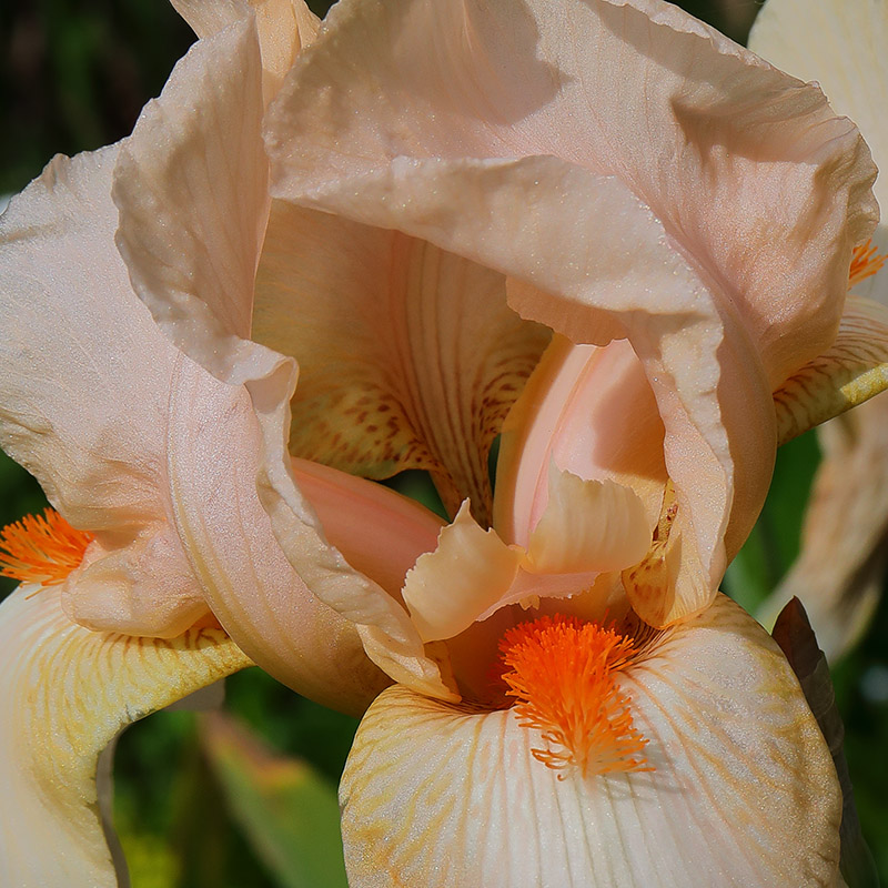 Pale orange iris