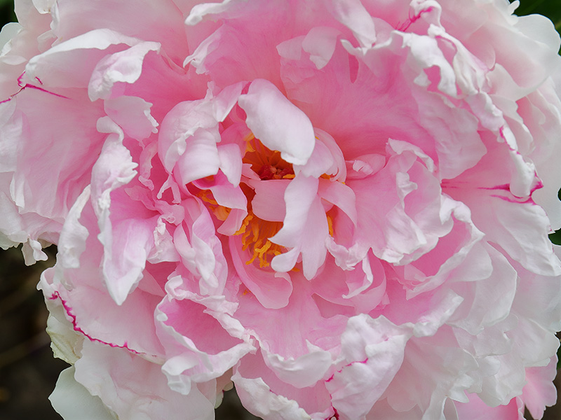Pink peony flower