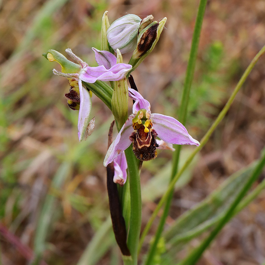 Bee Orchid