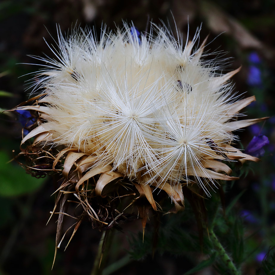 Cardoon seed head