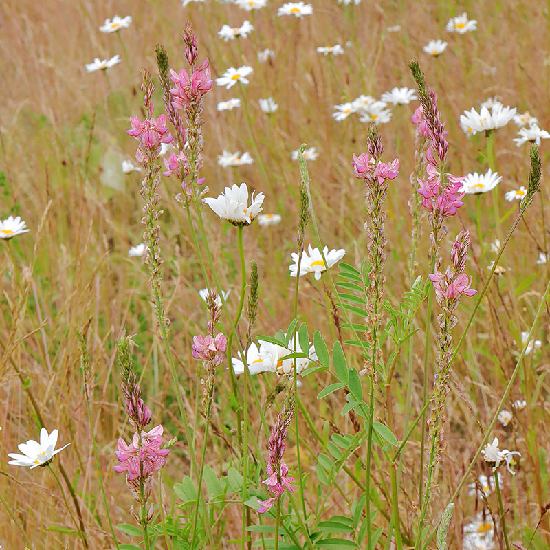 Sainfoin (Onobrychis viciifolia) with ox-eye daisies
