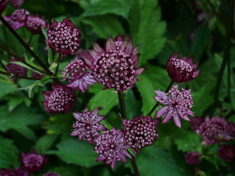 Dark crimson Astrantia flowers