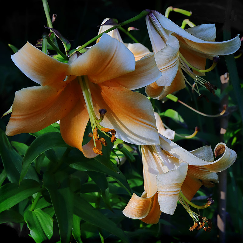Orange and white lilies