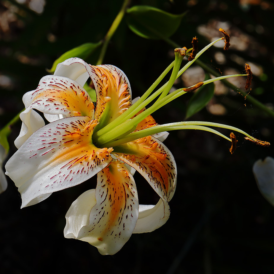 Similar but Different: Orange and White Lilies – Ann Mackay
