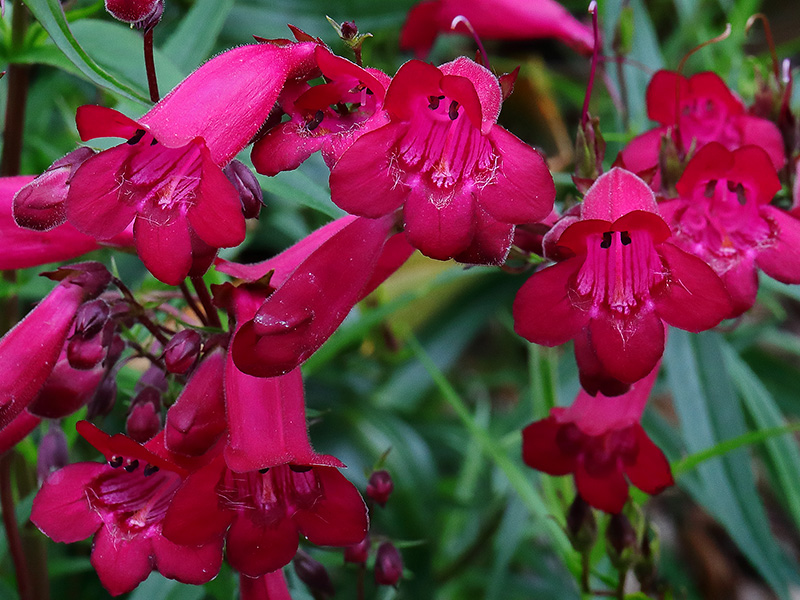 Red penstemon flowers