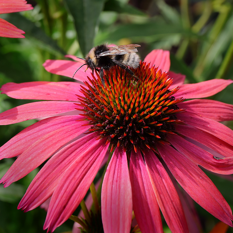 Bumblebee on echinacea flower