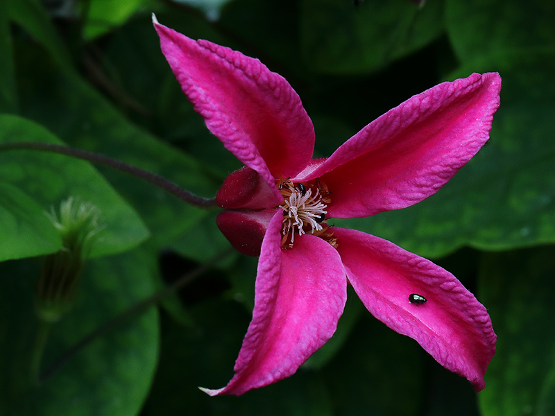 Pink clematis flower
