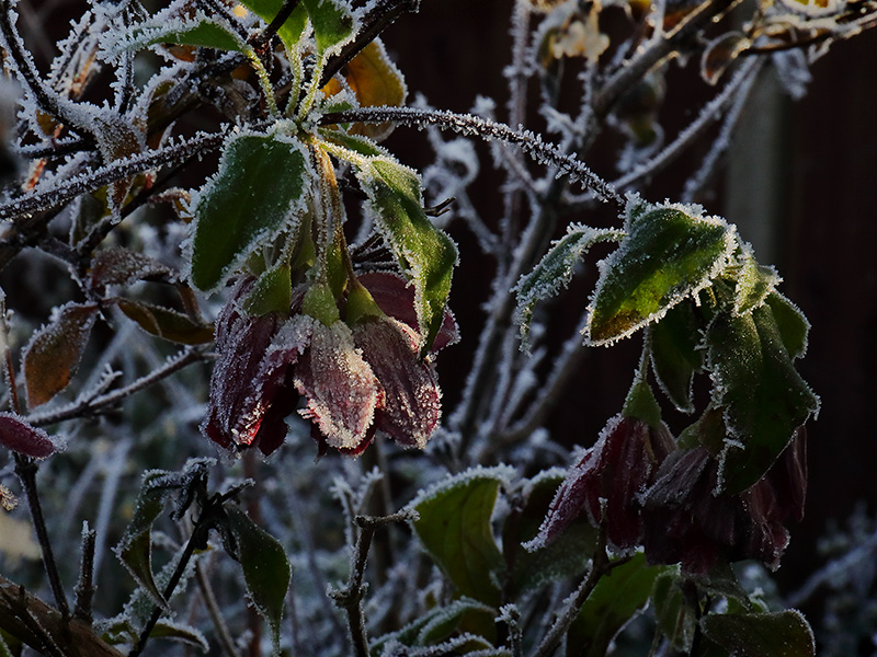 Frosted flowers of Clematis 'Lansdowne Gem'