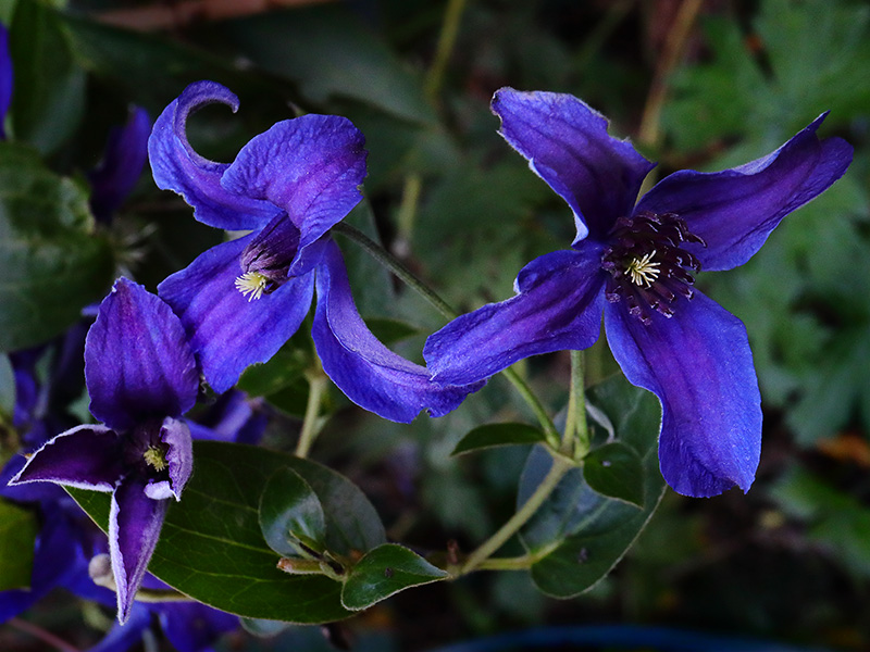 Clematis 'Sapphire Indigo'