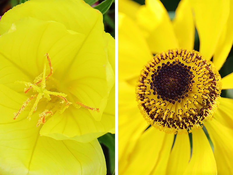 Left: evening primrose Right: yellow helenium