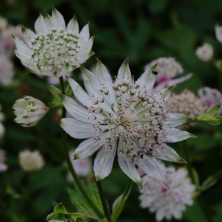 Astrantia flowers