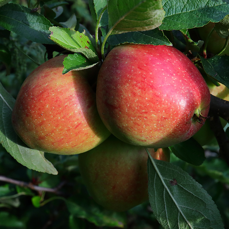 Braeburn apples on the tree