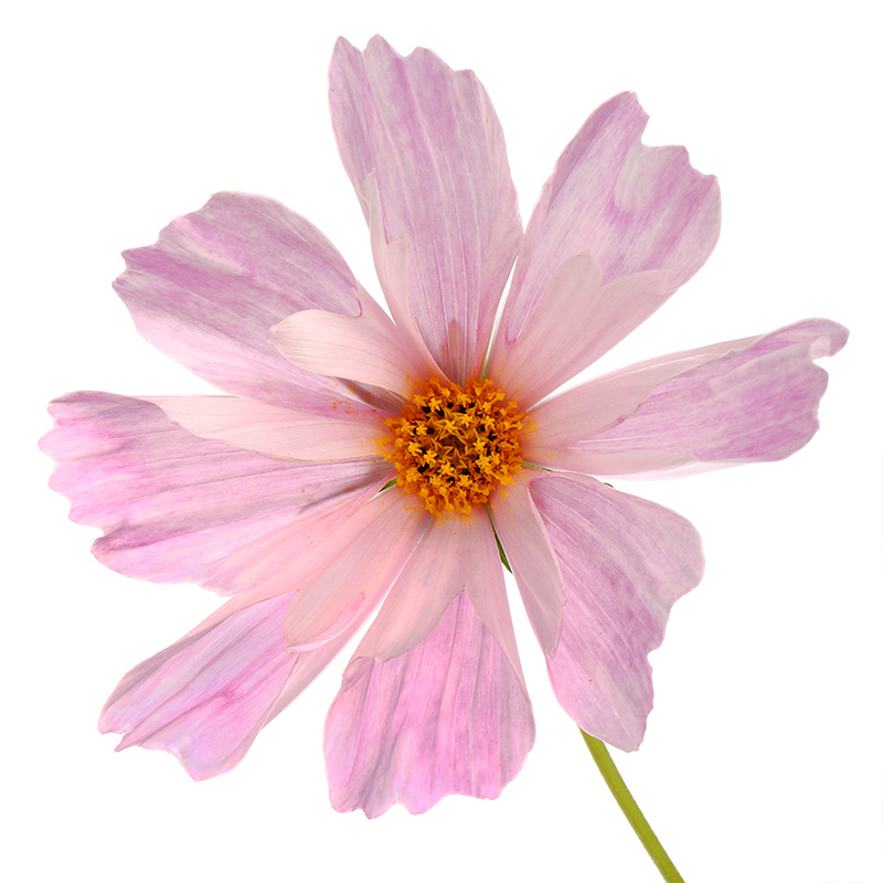 Flower of Cosmos 'Seashells'