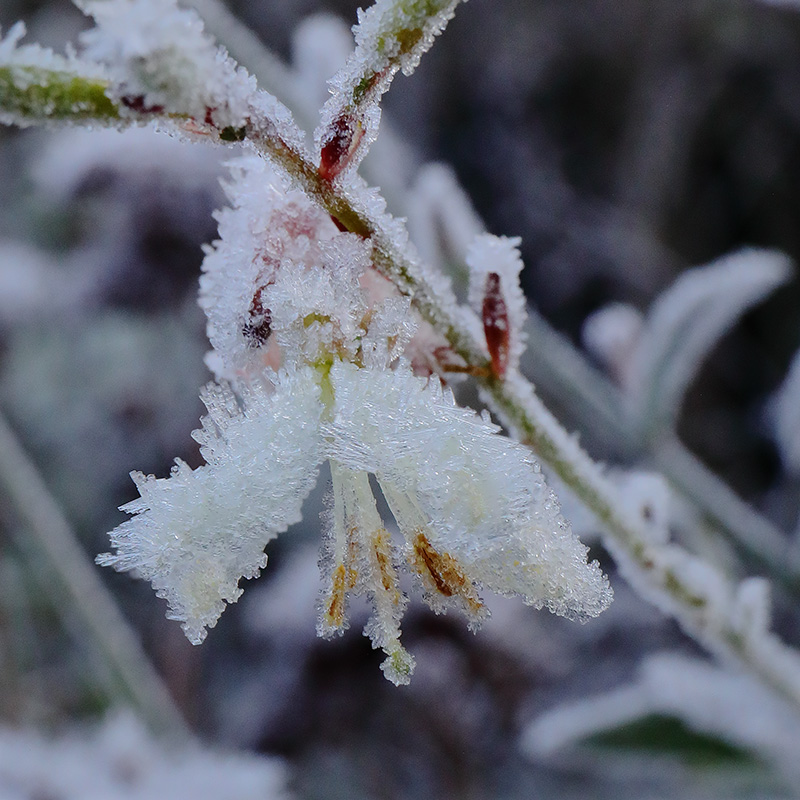 frosted gaura flower